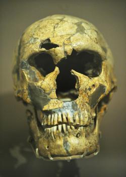 El cráneo del Homo neanderthalensis conocida como La Ferrassie 1 del refugio La Ferrassie Rock, Francia.