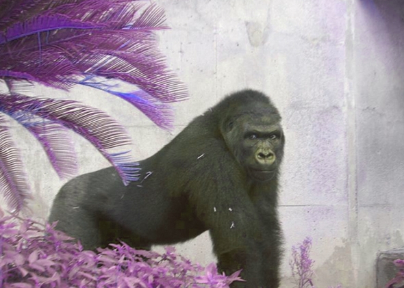 150702_slatequiz_gorrilla 150702_slatequiz_gorrilla