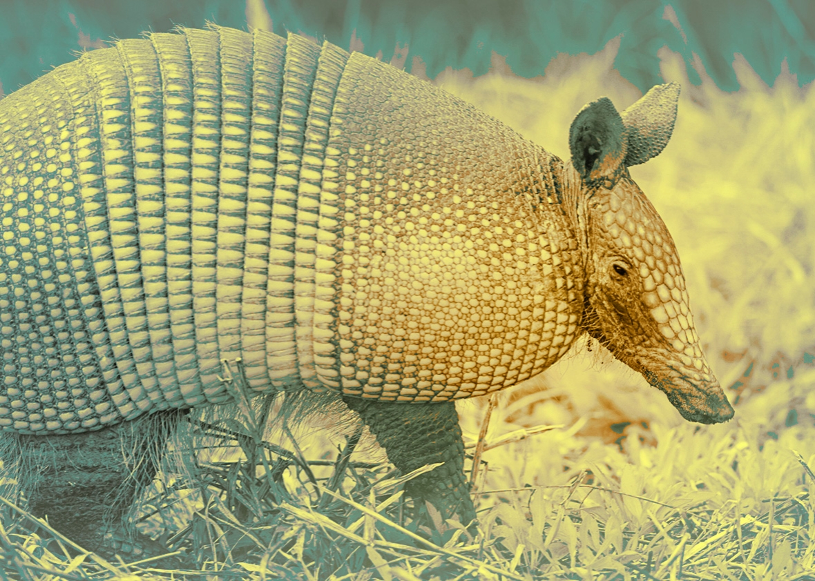 150806_QUIZ_Armadillo