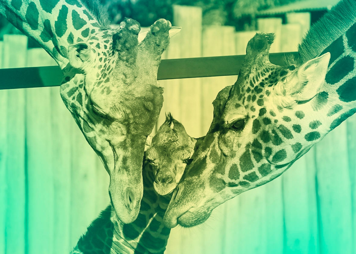 150924_QUIZ_Giraffes