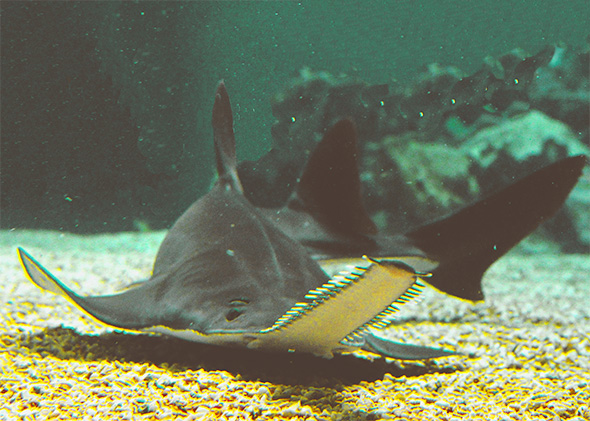 Sawfish.