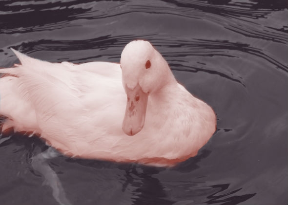 150428-thegist-ducky