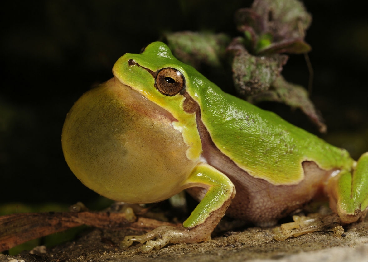 150814-thegist-frog