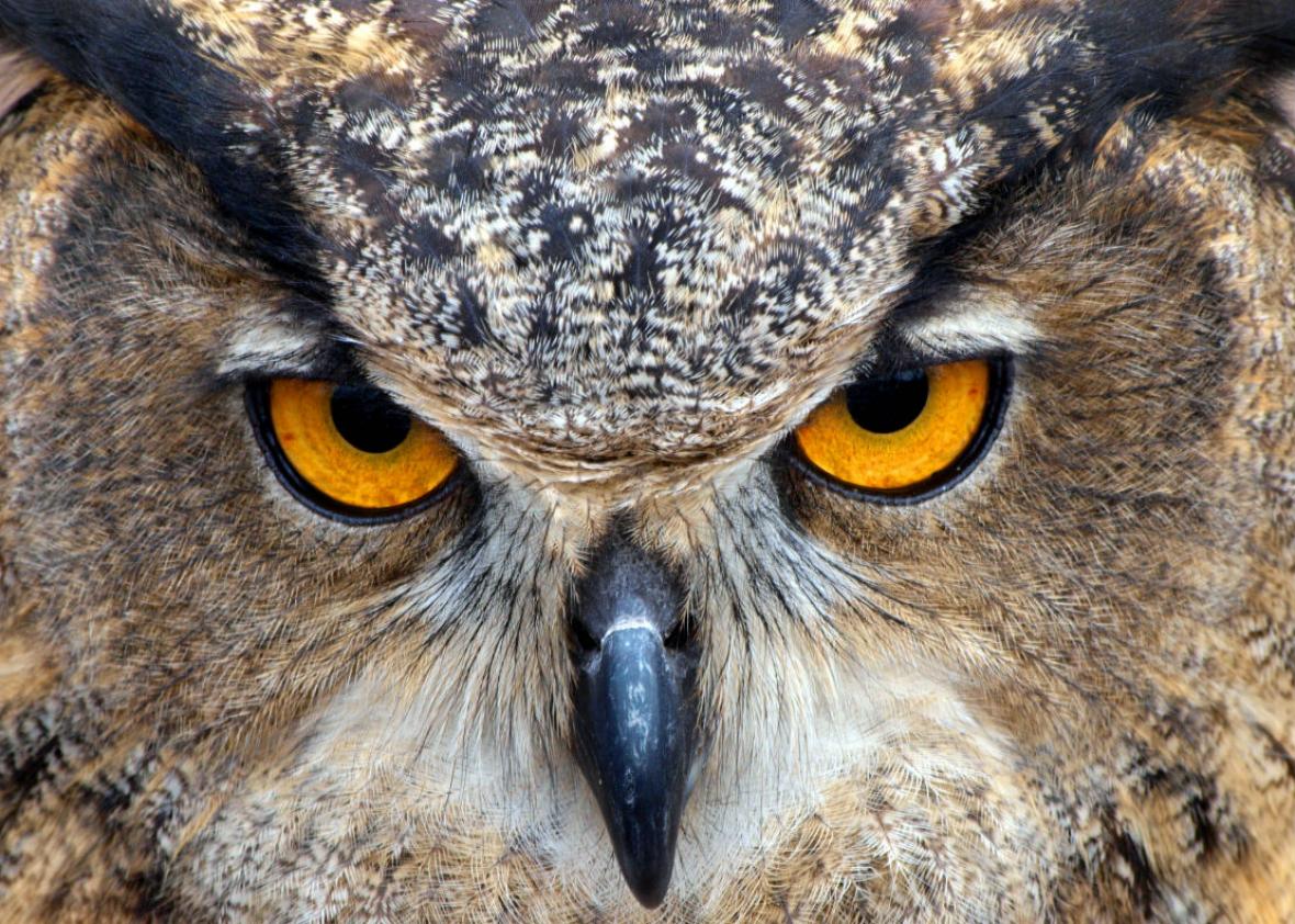 Night owl slate