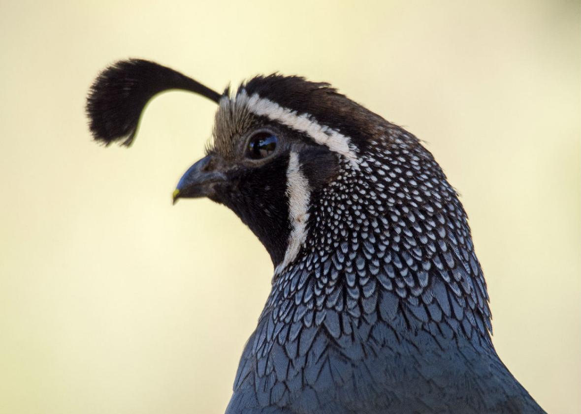 160616-thegist-quail
