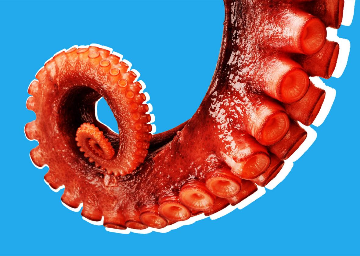 Octopus arm.