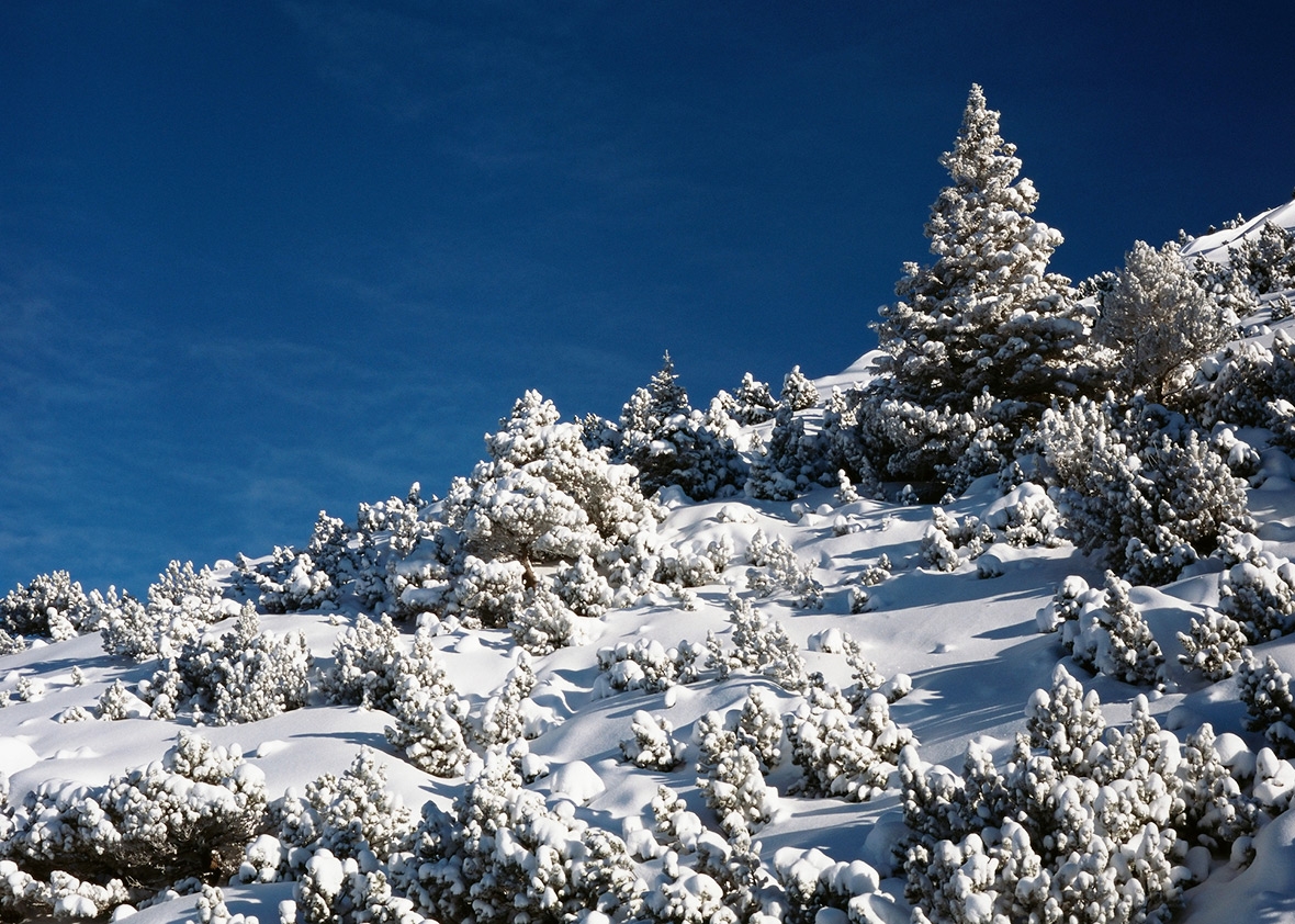 171208_PLUS_FirTrees 54220115