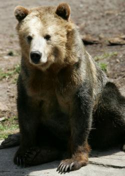 A grizzly bear. 