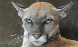 A cougar. 