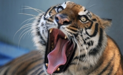 A female Bengal tiger.