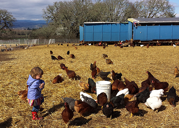 Joshua Simonson's daughter helps him finish his daily chores of feeding his hundreds of free-range chickens, whose eggs and meat are bound for Portland restaurants and farmers markets.