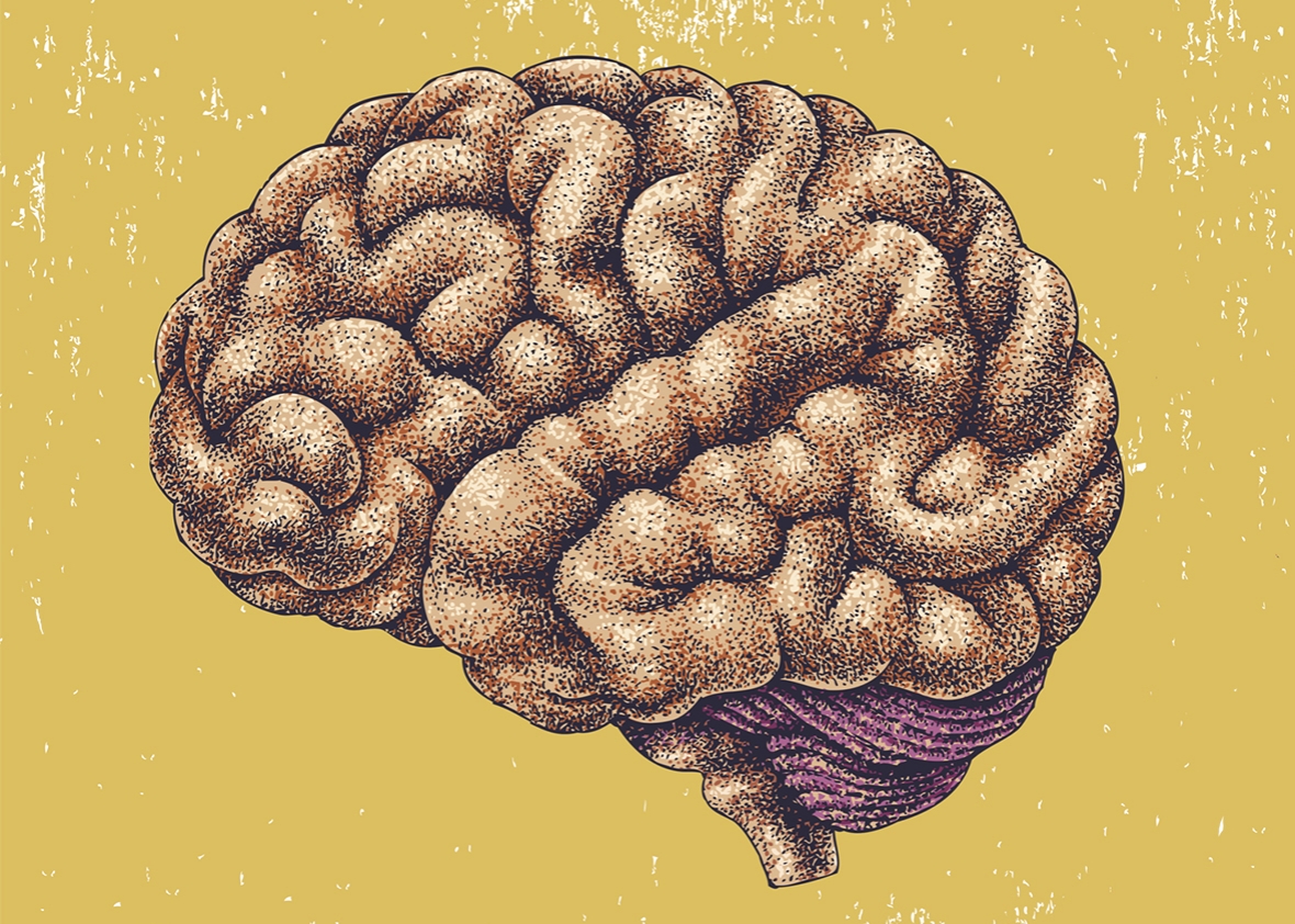 brain illo. 