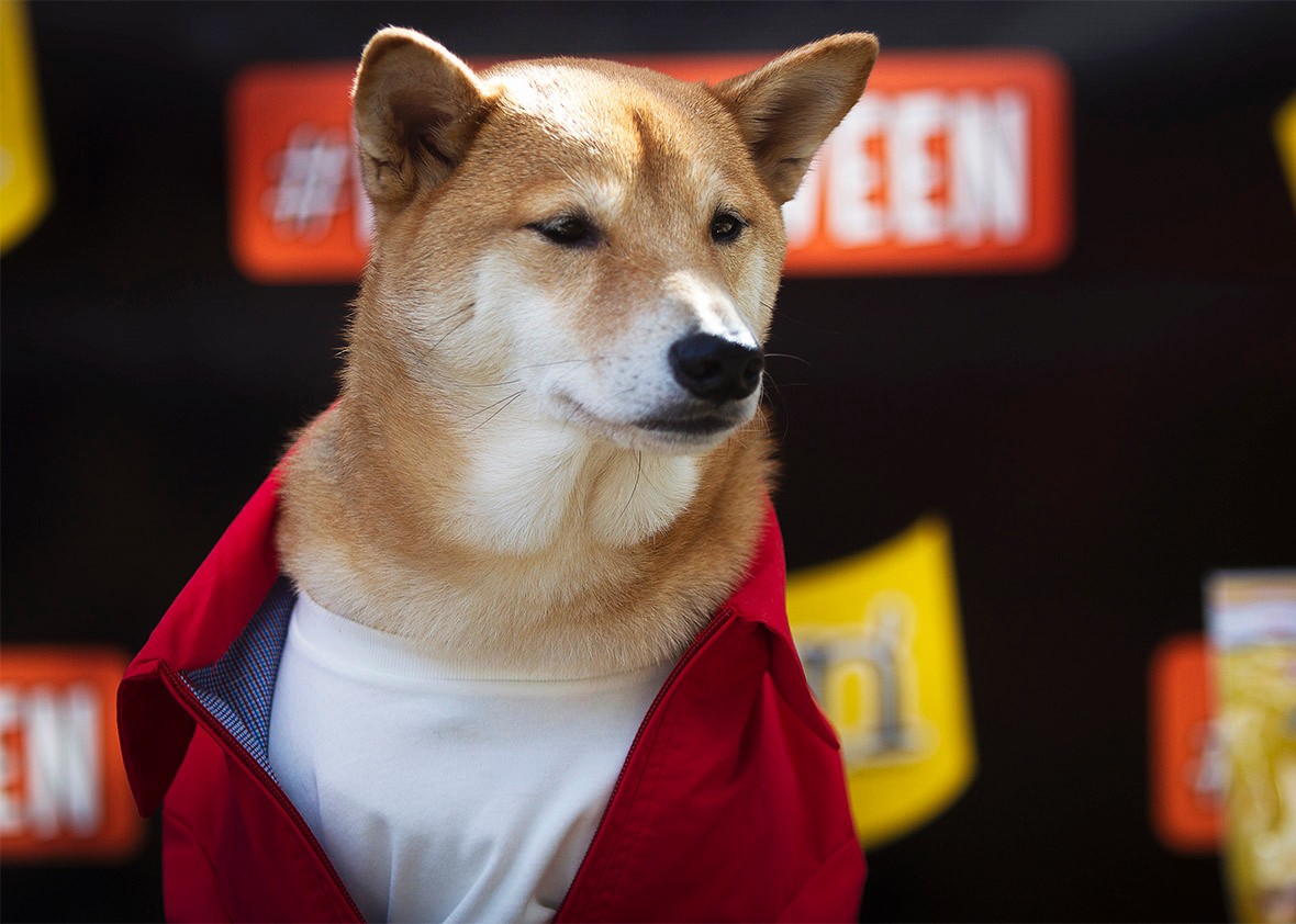 Shiba Dog Breed Shiba Dog Breed