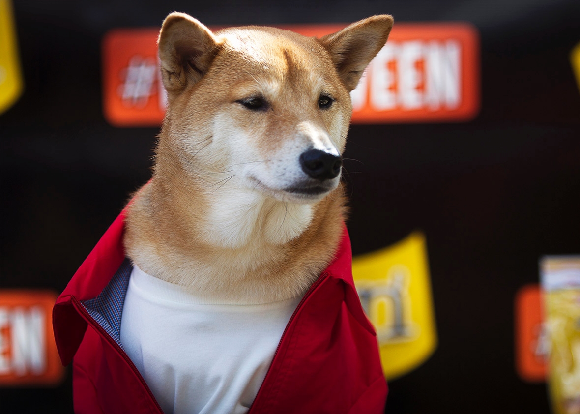 &ldquo;Menswear Dog&rdquo; poses for photos during the Tompkins Square Halloween Dog Parade in New York, Oct. 25, 2014.