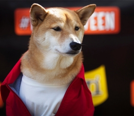 The Shiba Inu Went Viral Online What Happened To The Breed In
