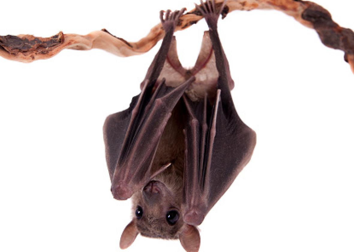 Coloring Bats Hanging Upside Down Do This One Thing For Back Pain Bikram Yoga Fullerton