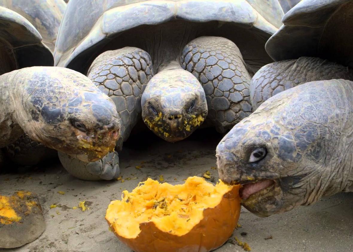 tort tort