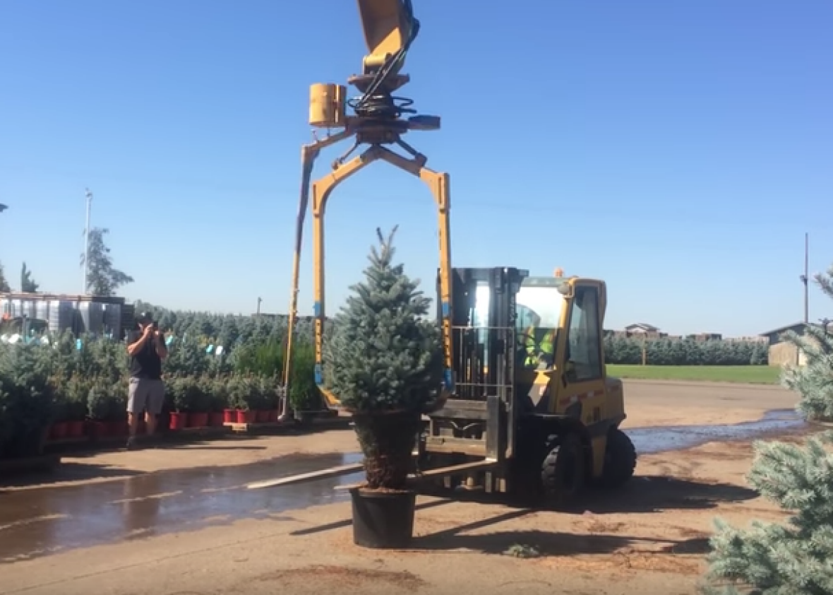 Watching this tree baler wrap an evergreen tree is fascinating (VIDEO).