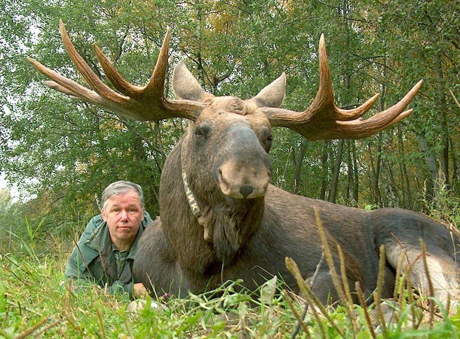 The USSR s Moose Domestication Projects Yield Mixed Results