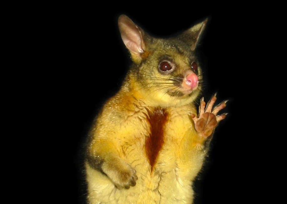 Opossum World teaches visitors about brushtail possums, the scourge of