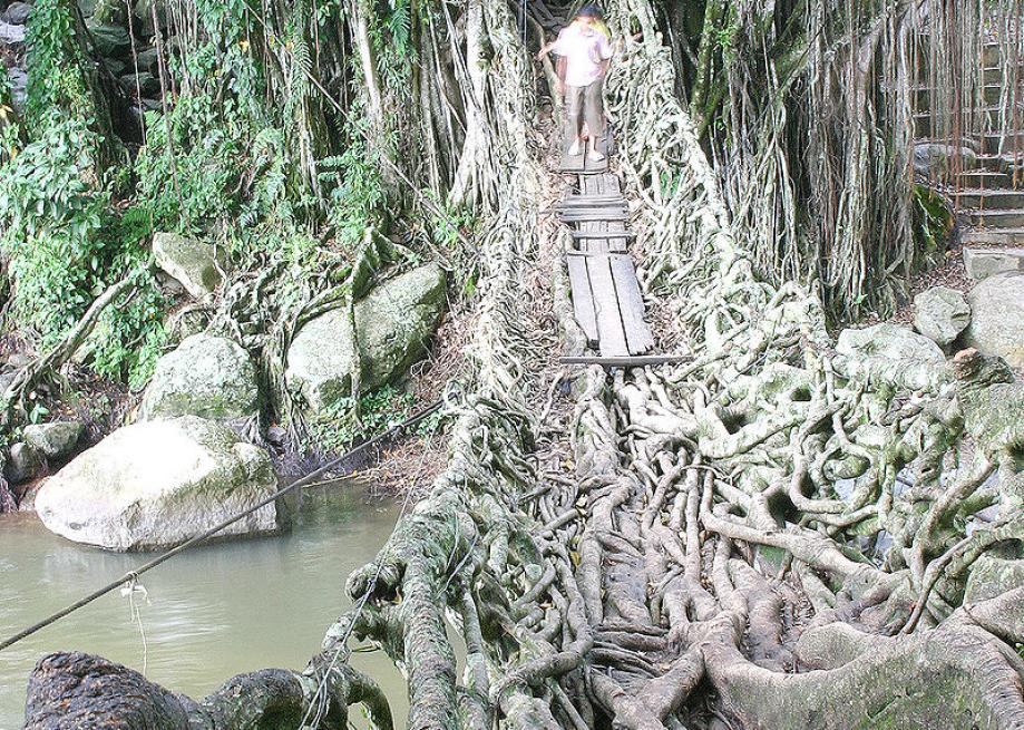 800pxminang_jembatan_akar