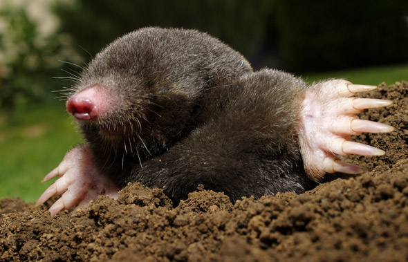 southern marsupial mole