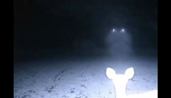 UFO and deer