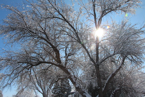 snowy tree