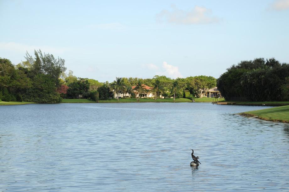 Snakebird perched on a duck decoy in the gated community where Romney made his 47 percent remarks.