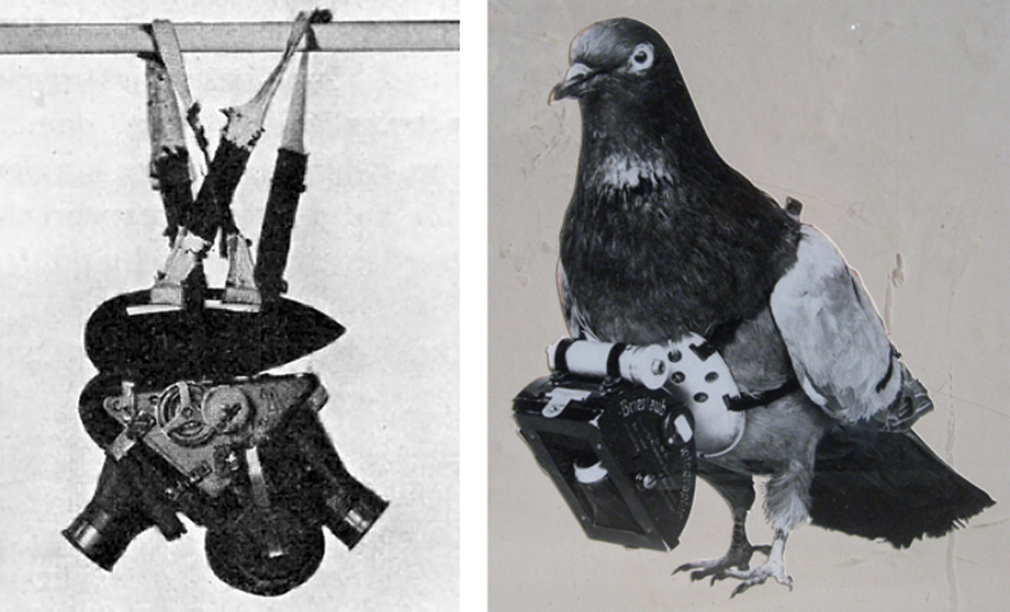 Image result for world war 2 pigeons