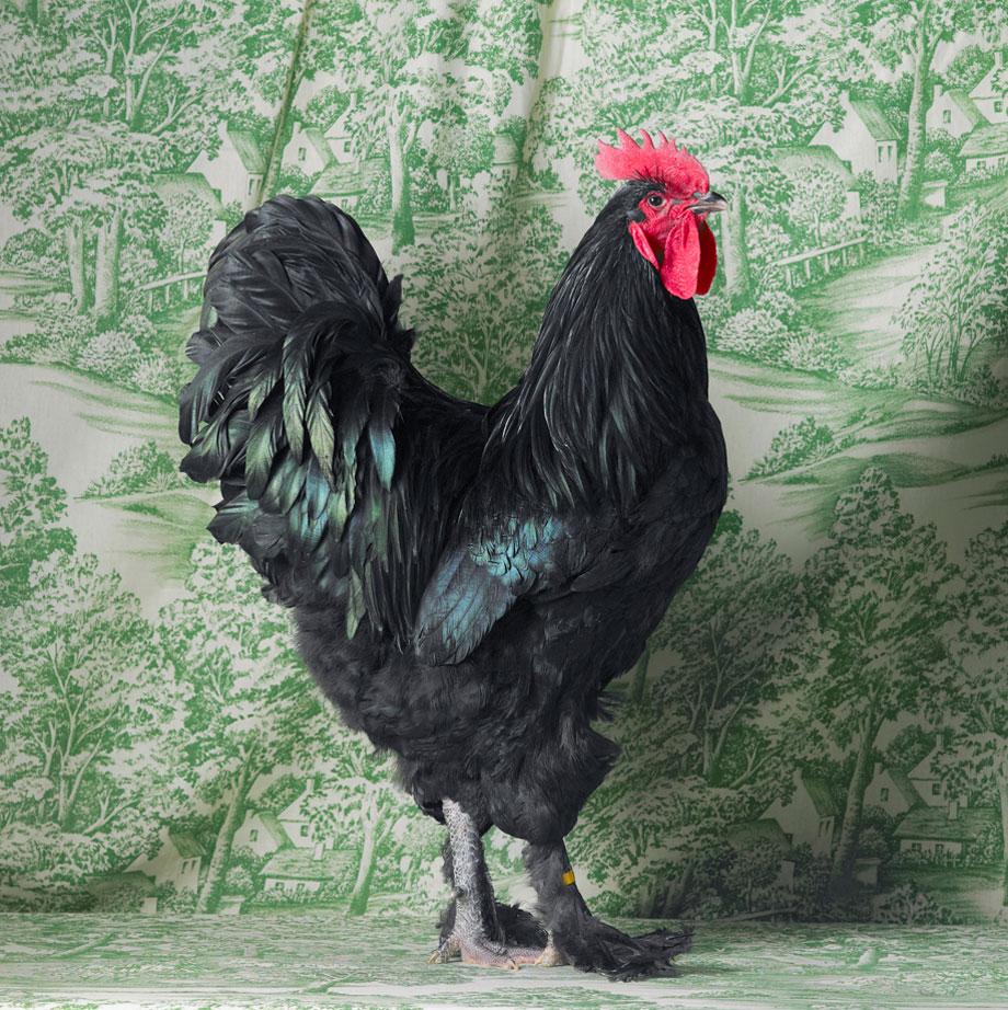 Tamara Staples The Magnificent Chicken Examines Varieties Of 