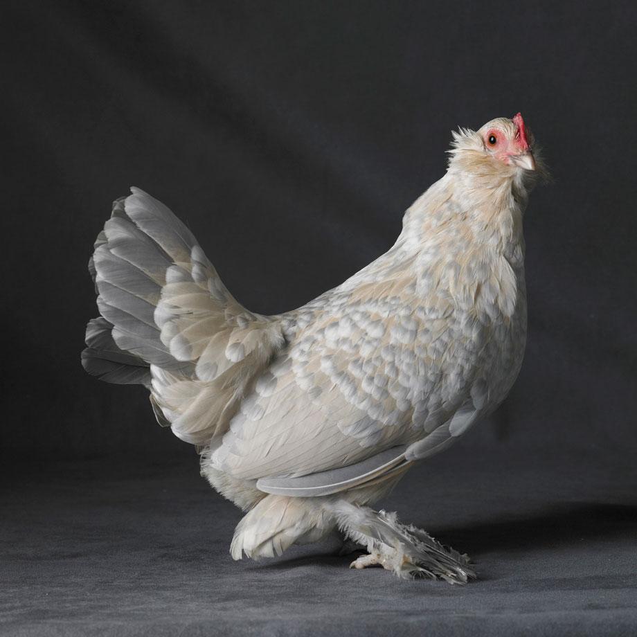 Tamara Staples The Magnificent Chicken Examines Varieties Of