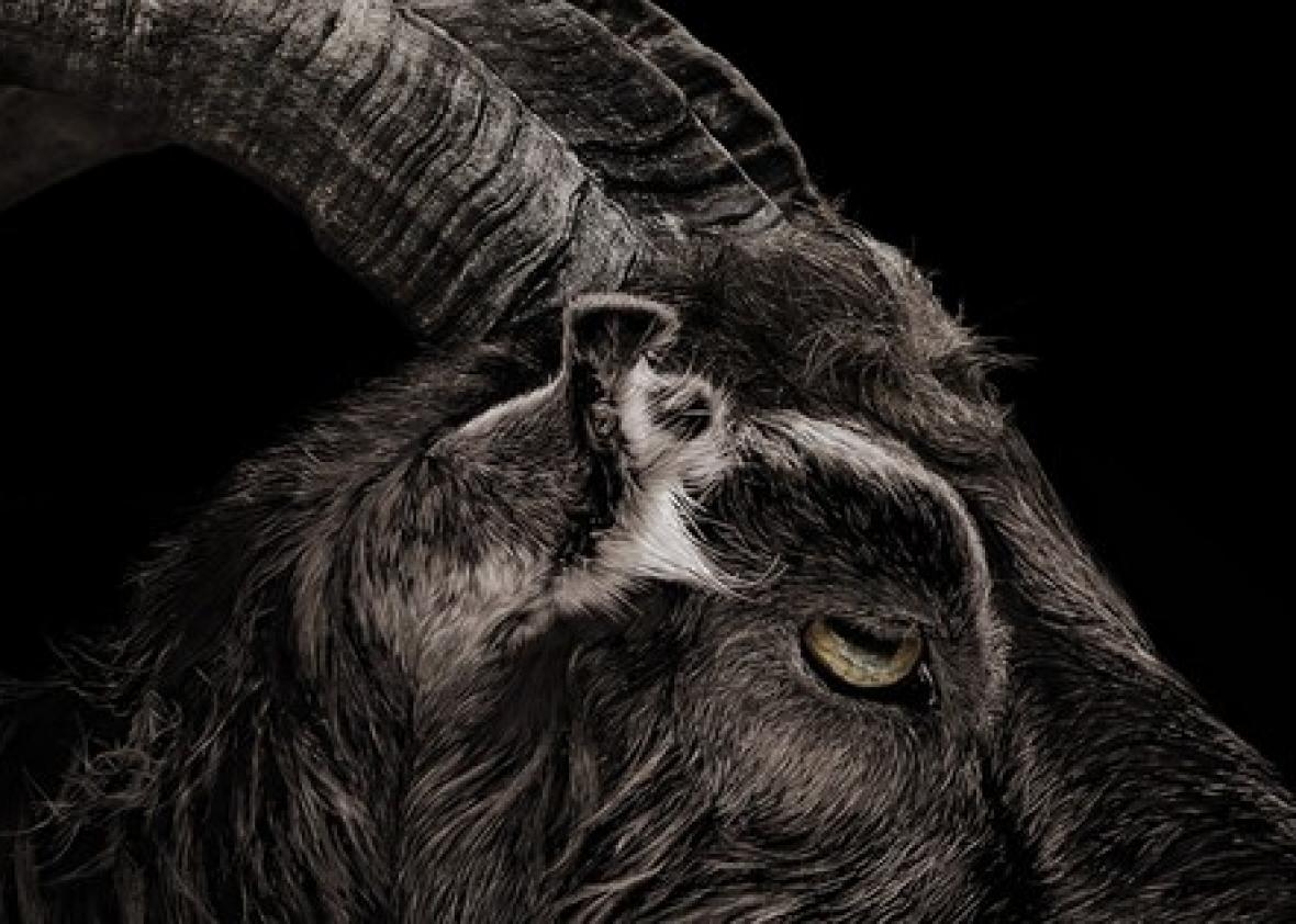 blackphillip blackphillip