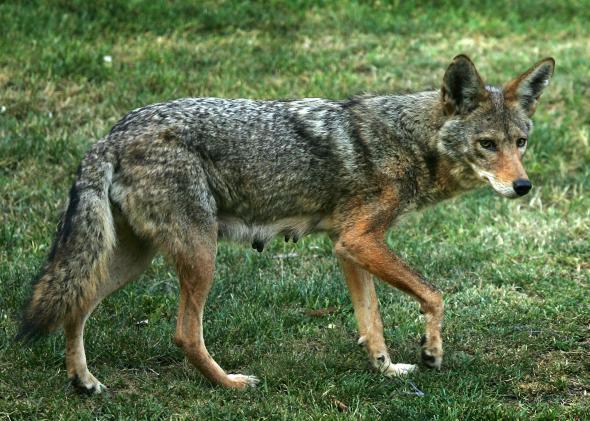 74113251-nursing-mother-coyote-limps-through-griffith-park-the