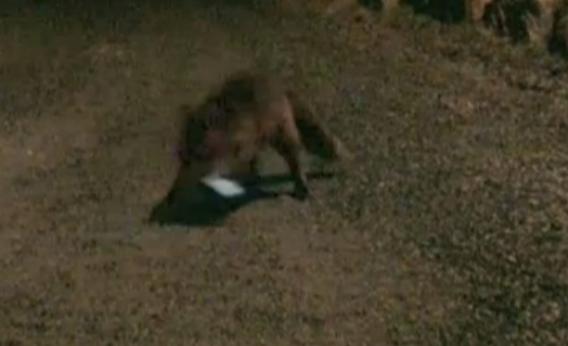 fox grabs smartphone