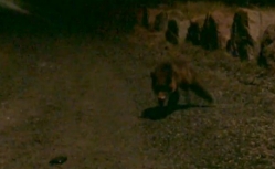 fox stalking smartphone2