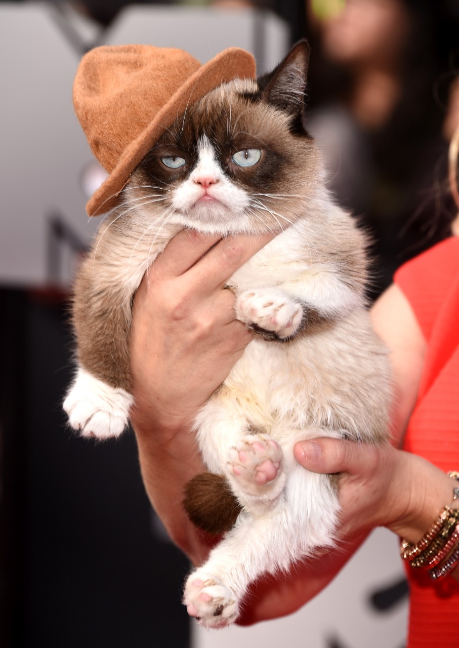 What Grumpy Cat is worth: Did Tabatha Bundesen's pet really earn $100