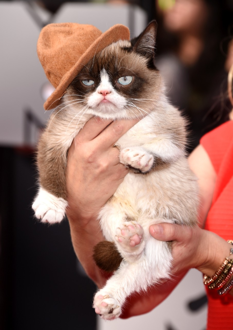 What Grumpy Cat Is Worth Did Tabatha Bundesen s Pet Really Earn 100 