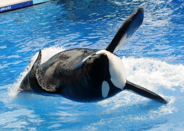111148565-killer-whale-tilikum-appears-during-its-performance-in