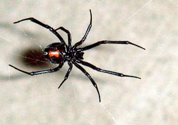 quora_140114_blackwidow_1 quora_140114_blackwidow_1