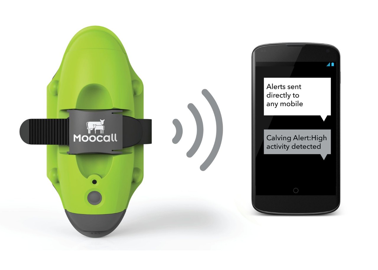Moocall a text alert system for pregnant cows is nominated for London