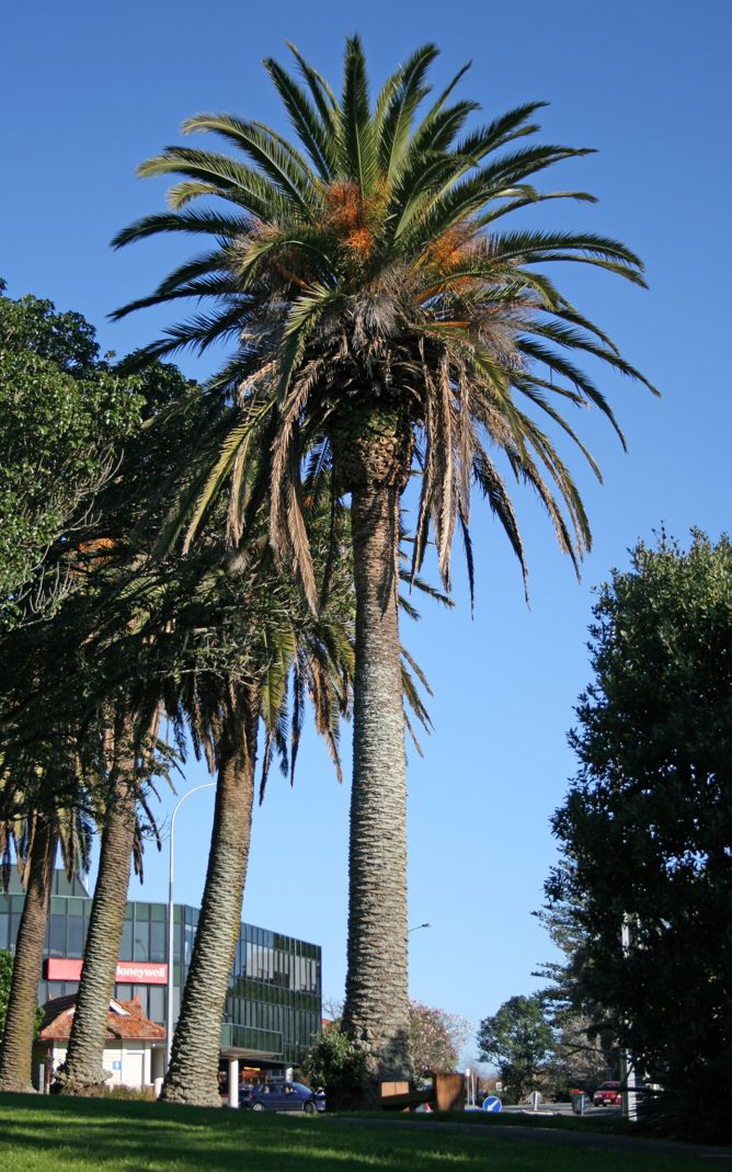 Phoenix_canariensis_AK