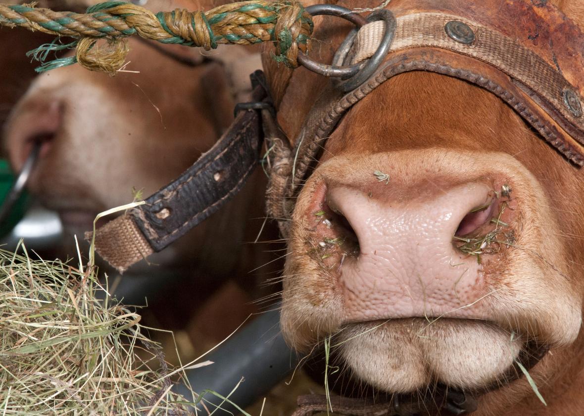 FRANCEAGRICULTURESHOW