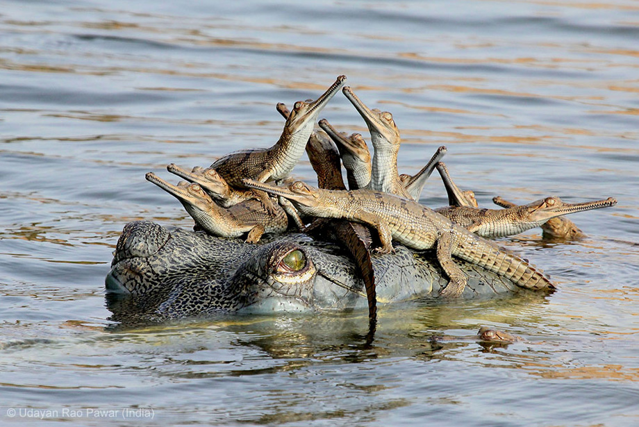 131106_WILD_PhotoContest_Gator 131106_WILD_PhotoContest_Gator