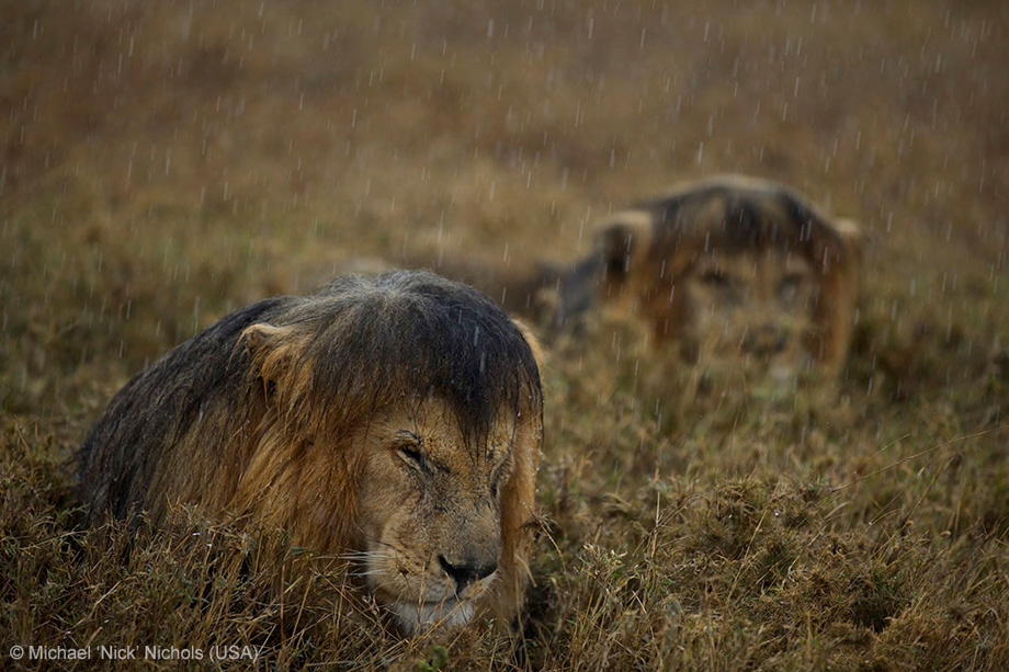 131106_WILD_PhotoContest_Lion