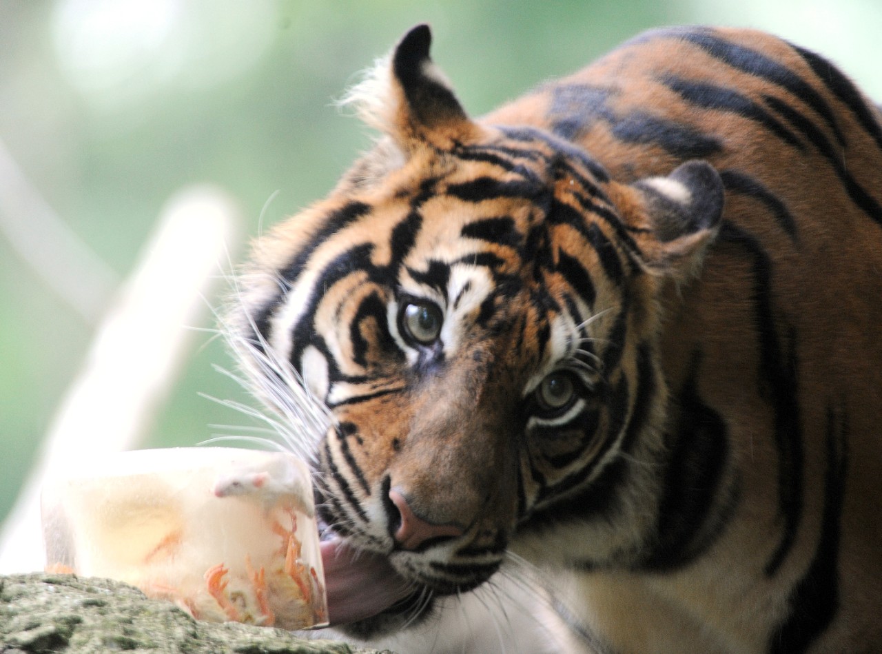 Food for pets and zoo animals They should eat real meat.