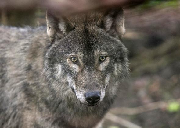 478405249-young-male-wolf-one-of-five-that-has-recently-arrived