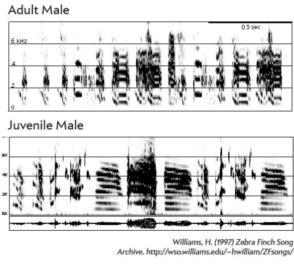 adult male and juvenile male.