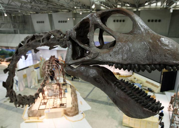 Whales or dinosaurs: What are the biggest, heaviest ...