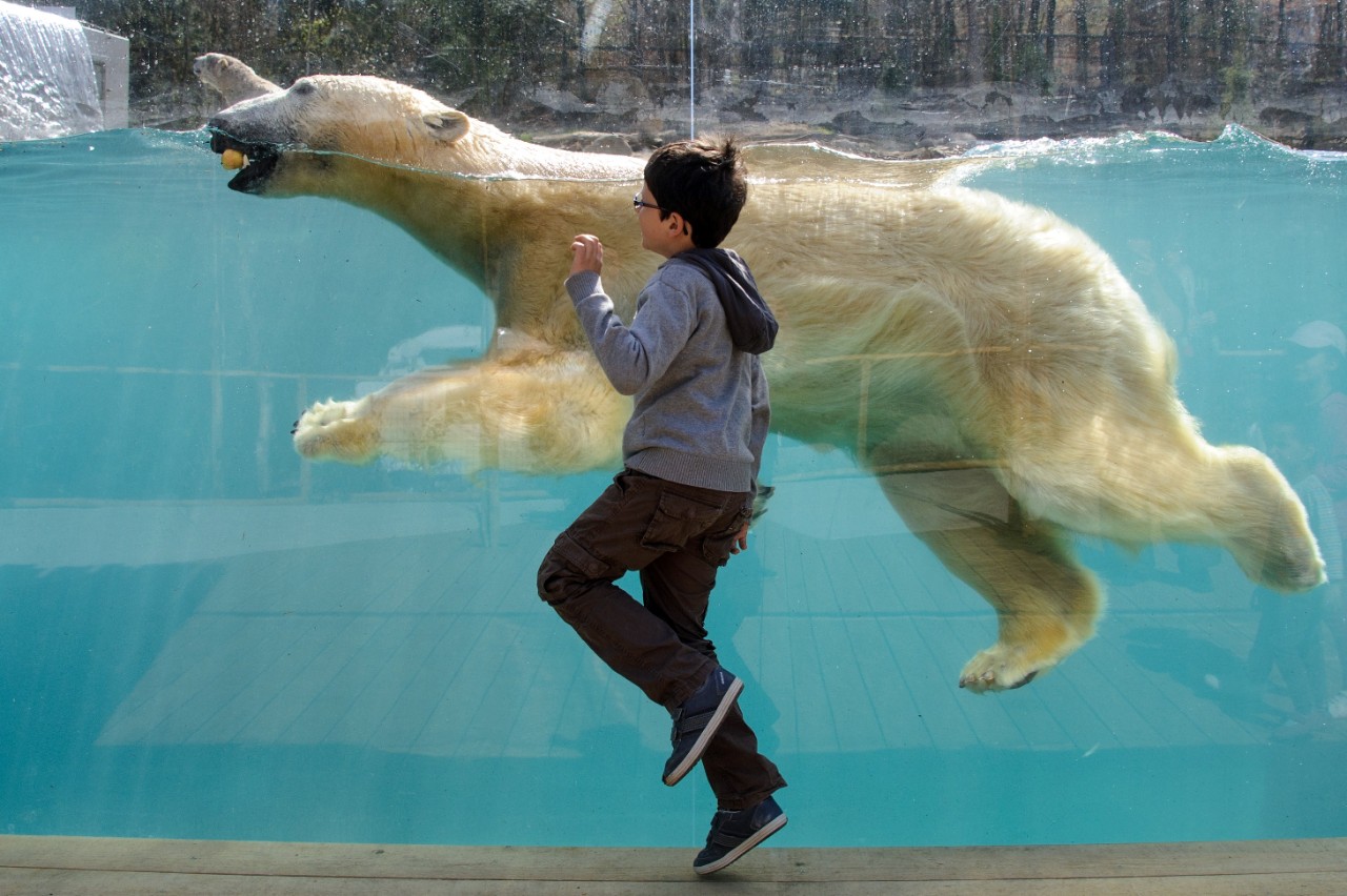 flip a zoo polar bear